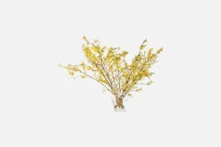 Ann Wåhlström Vas Iris* Vaser